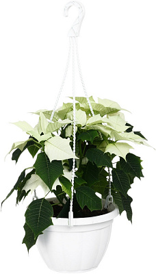 Растение комнатное Пуансетия Эуфорбия пульцерима d20