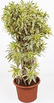 Рослина Драцена пісня індії d24/h85