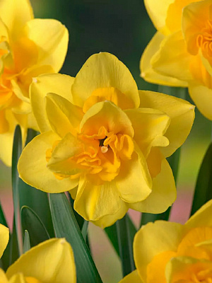 Луковица нарцисса Елоу Дрим 2 шт. TUBERBULB Export B.V.