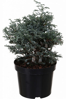 Рослина Кипарисовик Boulevard C5