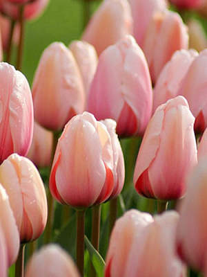 Луковица TUBERBULB Export B.V. тюльпана Дарвина Салмон ван Эйк 3 шт. 