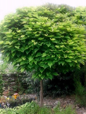 Рослина Катальпа північна Catalpa speciosa h 250-300 см d 9-10 см