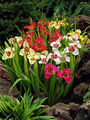 Бульбоцибулина тігрідії суміш 5 шт.