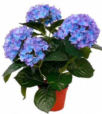 Рослина кімнатна Гідрангія 10,5х22 см