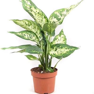 Растение комнатное Диффенбахия Компакта 12/40