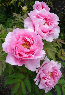 Рослина Деревовидний піон / Paeonia, С5