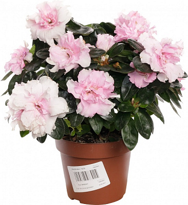 Растение декоративное Азалия микс 12/25