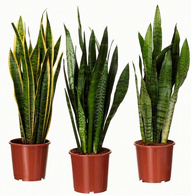 Растение комнатное Сансевиерия микс 12х40 см (Р15609)