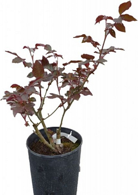 Роза парковая MegaPlant в ассортименте C4