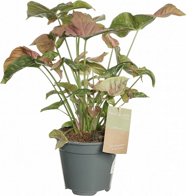 Рослина сінгоніум рожевий 14/30