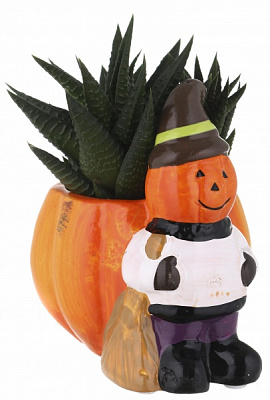 Суккулент в горшке хелоуин 6/12