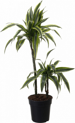Рослина кімнатна Драцена 19/110 Артуро /