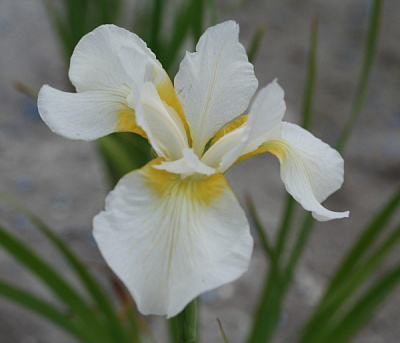 Растение Ирис сибирский Snow Queen