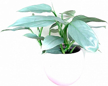 Растение Филодендрон Silver Queen 14x40 см