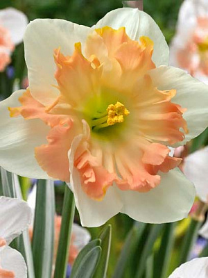 Цибулина нарциса крупнокорончастого Пінк Вандер 3 шт.