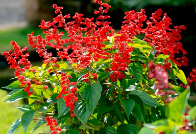 Рослина Сальвія d9