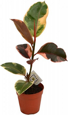 Растение Фикус elastica Belize 27/80