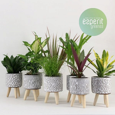 Рослина кімнатна мікс в керамічному горщику на ніжках 10х15 см