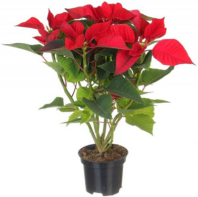 Рослина Пуансетія 12/35 см