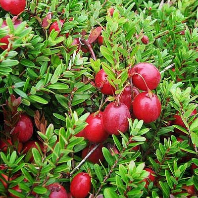 Растение Клюква С3