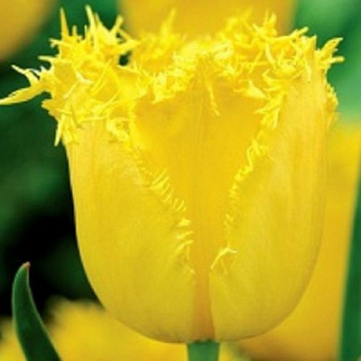 Луковица Тюльпан Бахромчатый Криспи Мери 5 шт. 