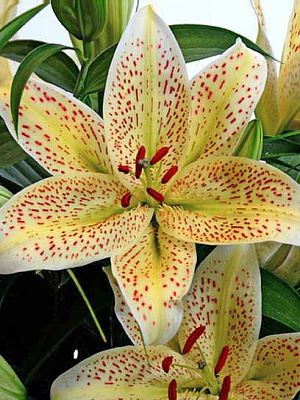 Цибулина лілії Тайгермун східна 1 шт.