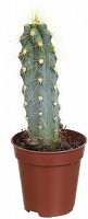 Растение Кактус 5х8 см
