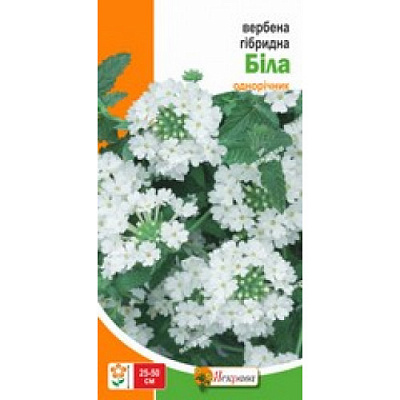 Семена Яскрава вербена гибридная Белая