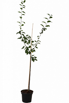 Саджанець сливи 1р (C7)