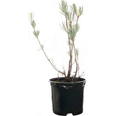 Растение Лаванда d9