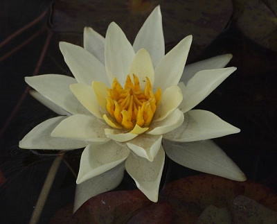 Растение Нимфея Pygmaea Helvola