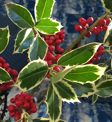 Растение Подуб альтакл/Ilex altacl. 'Belgica Aurea' С3/ Н60-80