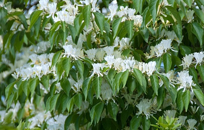 Рослина Жимолість Маакі/Lonicera maackii С3 /Н 40-50