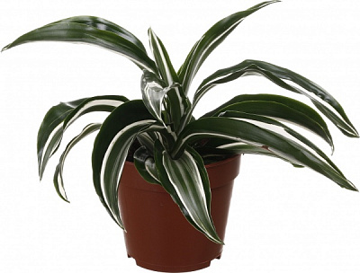 Растение комнатное Драцена Компакта 12/25