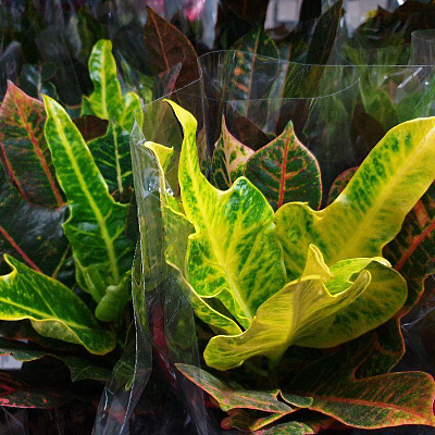 Растение Кротон 12х40 Excellent