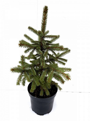 Ялинка жива 0.5-0.6 м в асортименті