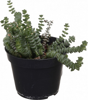 Суккулент Крассула микс 12/15