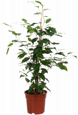 Рослина фікус екзотіка 17/70