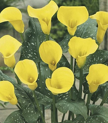 Луковица Яскрава Калла Cameo 1 шт. 