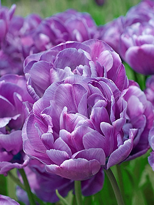 Луковица TUBERBULB Export B.V. тюльпана махрового позднего Блу Даймонд 3 шт. 