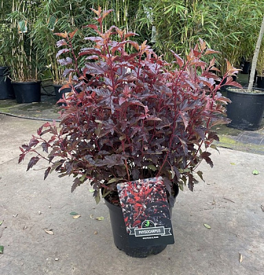 Рослина Фізокарпус 27/80(пухироплідник)