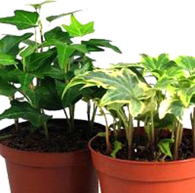 Растение комнатное Плющ 18/50 Hedera variegated hang