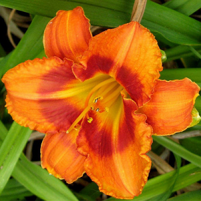 Корневище Яскрава Лилейник Tigger 