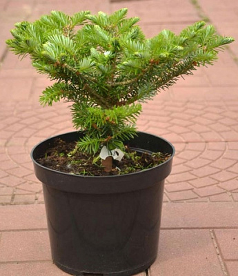 Ялиця корейська / Abies koreana Cis, С20 Pa