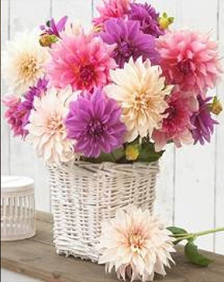 Набор для творчества со стразами на подрамнике с принт. рамой Георгины 40x50 см Діамантові ручки 