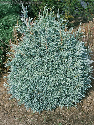 Растение Кипарисовик/ Chamaecyparis pisifera Beby Blue PRB С3, D 20-30