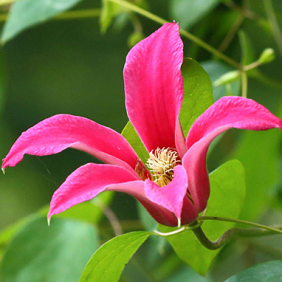 Растение Клематис принцесса диана d11/h40