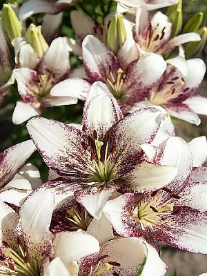 Цибулина лілії ЛА Світ Заніка 1 шт.