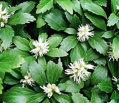 Рослина Пахізандра Грін Шин / Green Sheen С3 /Н 10