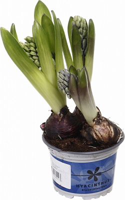 Растение комнатное Гиацинт микс 3рр 12/15